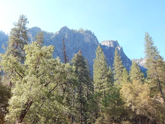 Yosemite National Park California - information, tips, useful links, images and an itinerary.