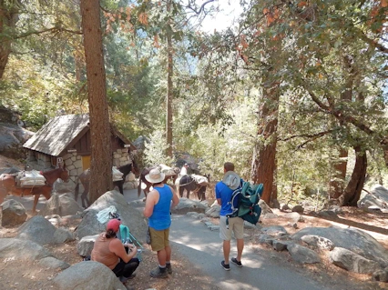 Yosemite National Park: Vernal Fall Footbridge Area
