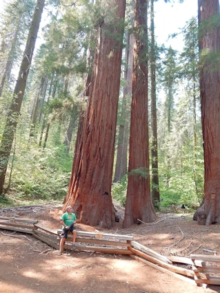 Yosemite National Park California - information, tips, useful links, images and an itinerary.