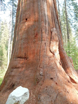 Yosemite National Park: Giant Sequoias are Amazing