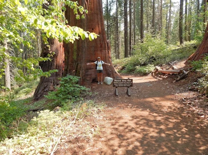 Yosemite National Park: Giant Sequoias are Amazing