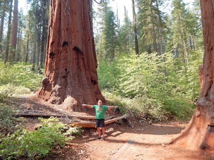 Yosemite National Park: Giant Sequoias are Amazing