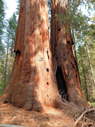 Yosemite National Park: This Tree had to have been 50 or 60 feet in circumference