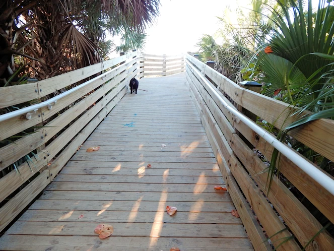 Unleashed Fun on Siesta Key - Brohard Beach Dog Park Sarasota