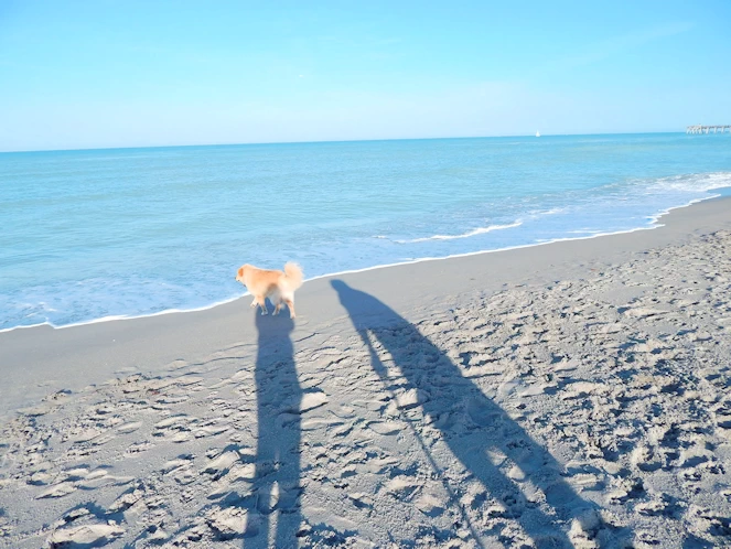 Dog Beach Area