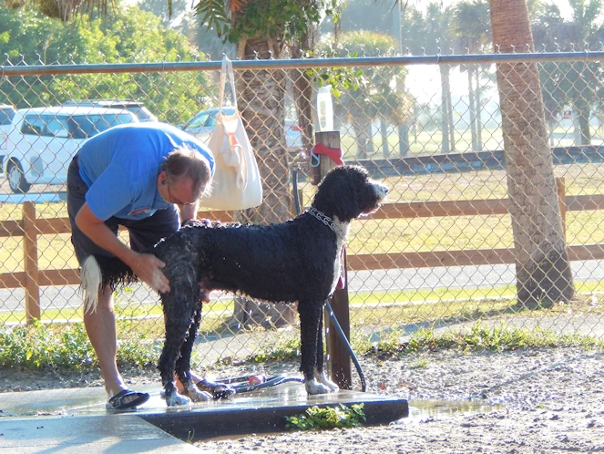 Unleashed Fun on Siesta Key - Brohard Beach Dog Park Sarasota