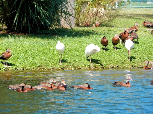 Duck Pond Area