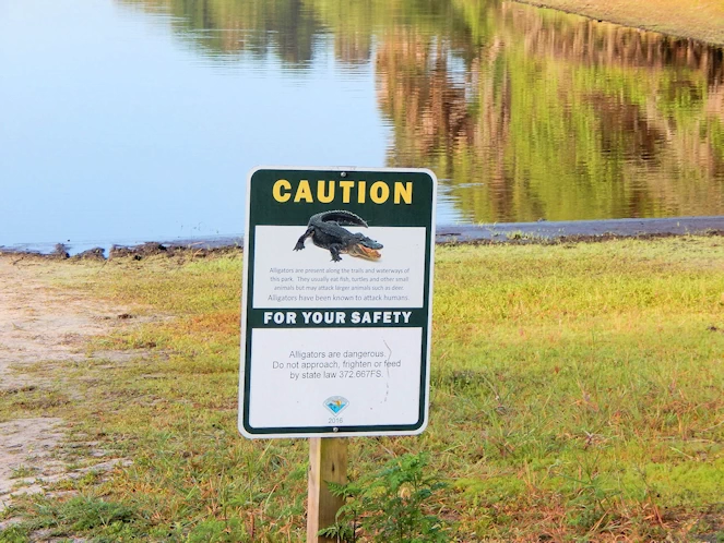 Explore Airboat Tours, Alligators & Nature Trails