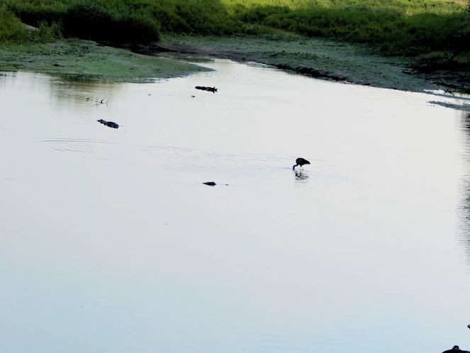 Myakka State Park Image Gallery
