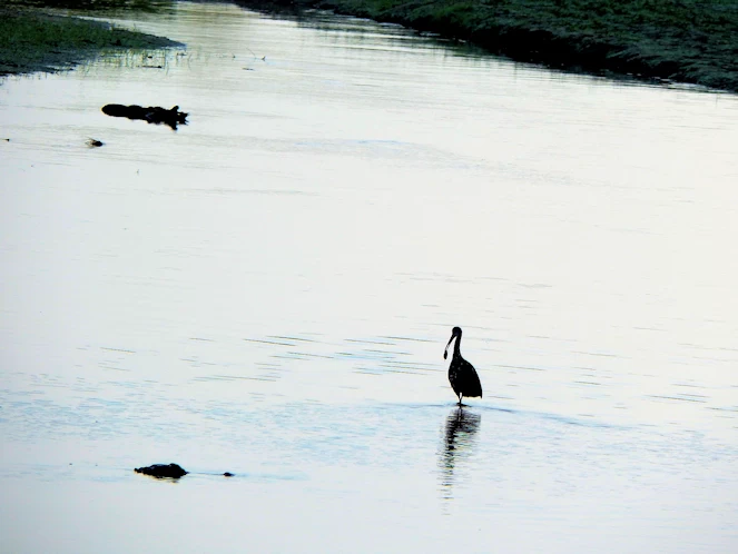 Bird Investigating Alligator