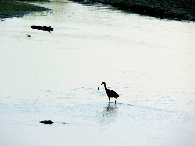 Bird Investigating Alligator
