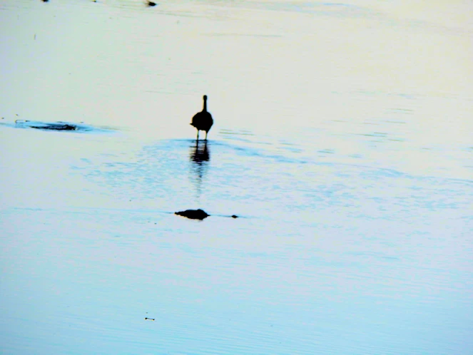 Bird Investigating Alligator
