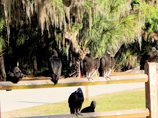 Myakka State Park Image Gallery