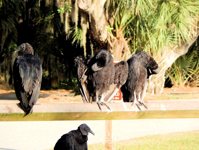 Myakka State Park Image Gallery