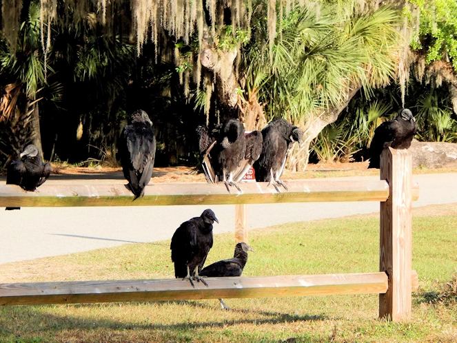 Myakka State Park Image Gallery
