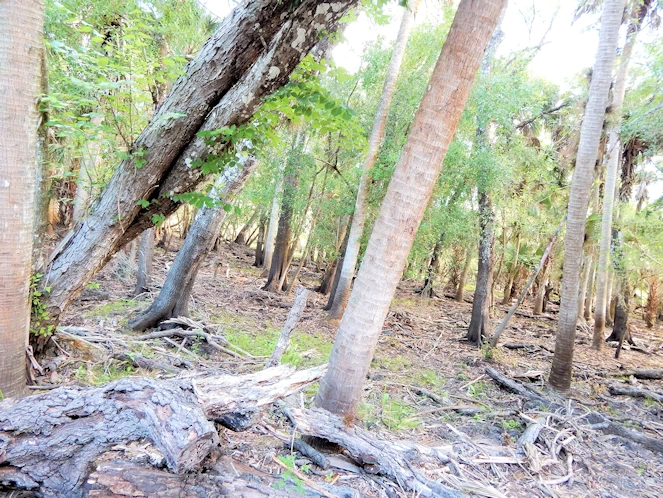 Myakka State Park Image Gallery