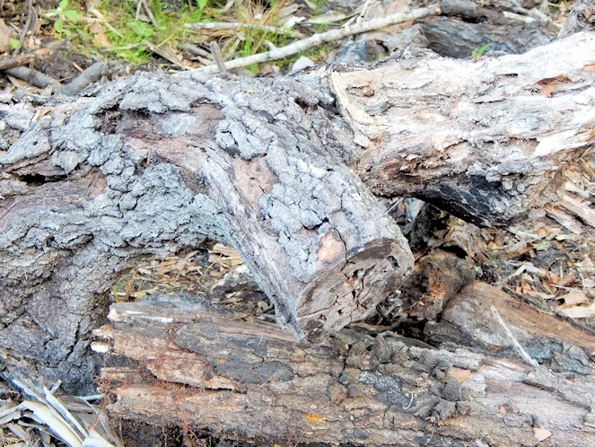 Myakka State Park Image Gallery