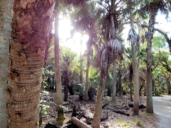 Myakka State Park Image Gallery