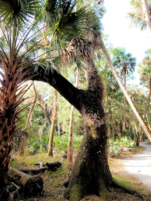 Myakka State Park Image Gallery