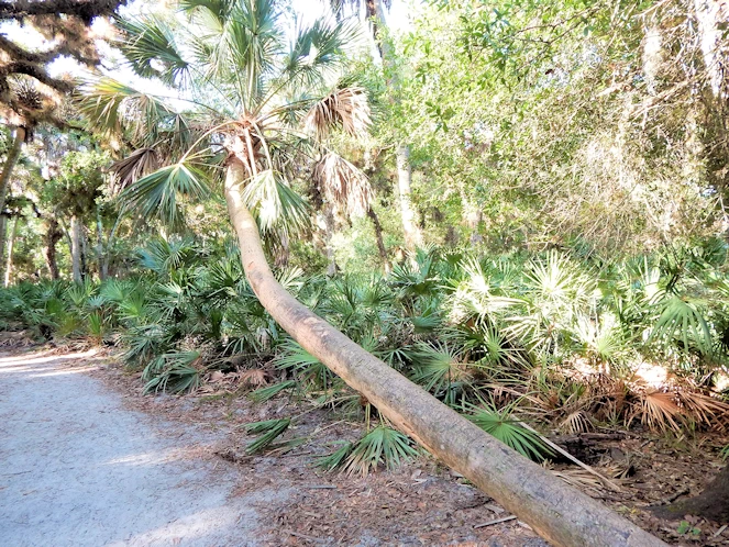 Myakka State Park Image Gallery