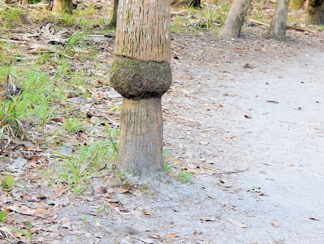 Myakka State Park Image Gallery