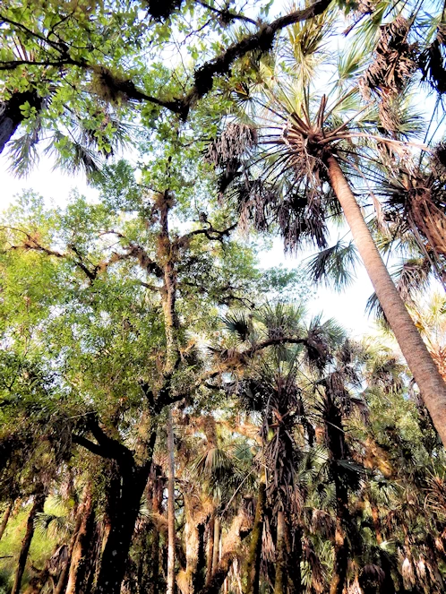 Myakka State Park Image Gallery