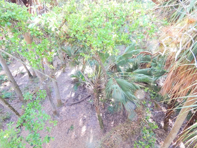 Myakka State Park Image Gallery