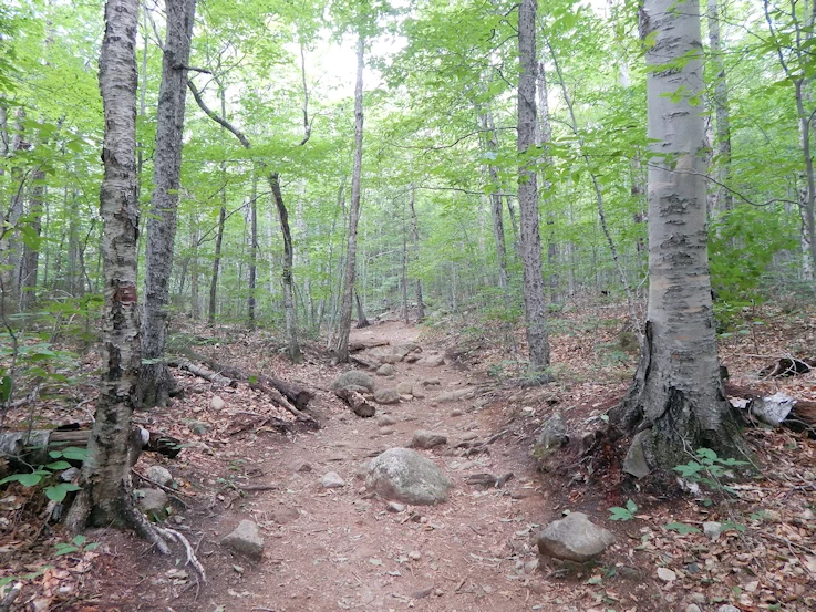 Arethusa Trail