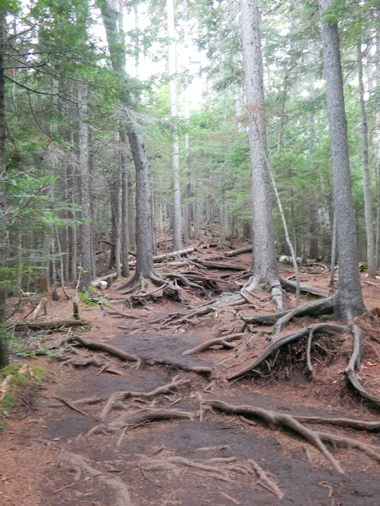 Arethusa Trail