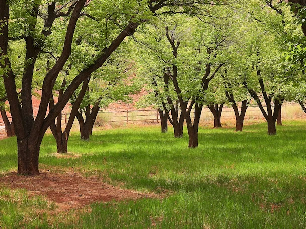 Capitol Reef National Park: The Orchards at Capitol Reef