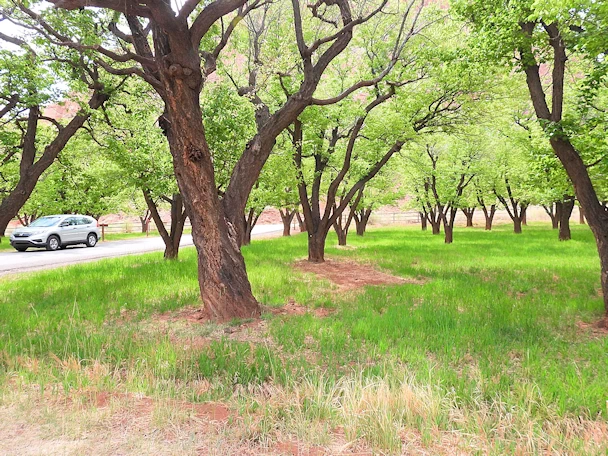 Capitol Reef National Park: Fruit Trees at Fruita Campground