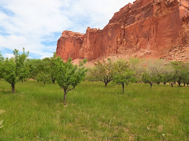 Capitol Reef National Park: Fruit Orchards at Fruita Campground