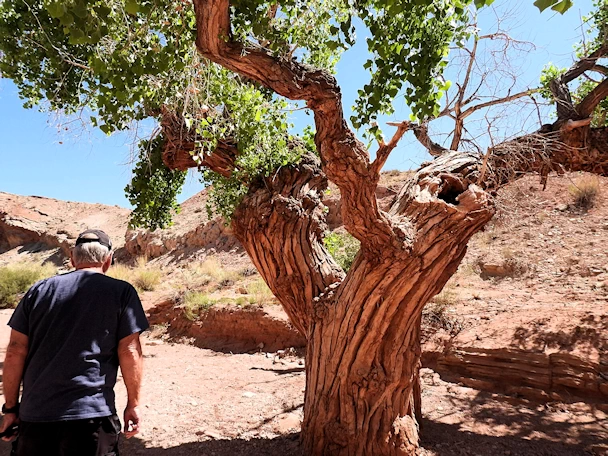 Little Wild Horse Canyon: Trail Shady Spot