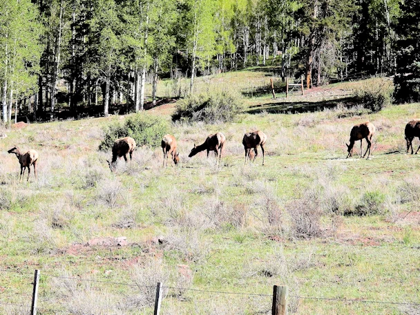 Rocky Mountain Elk
