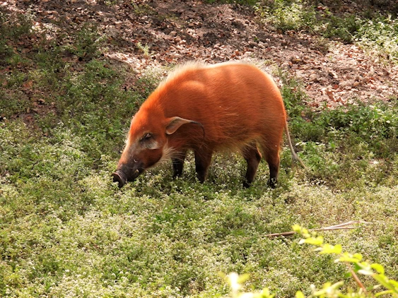 Exploring Miami Zoo