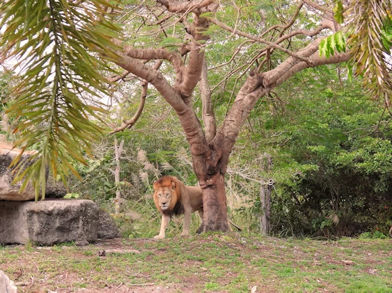 Exploring Miami Zoo