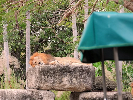Exploring Miami Zoo