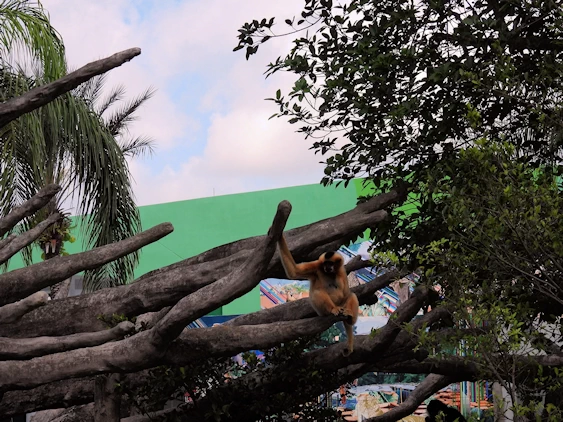 Exploring Miami Zoo
