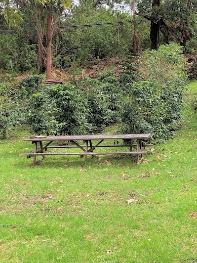 Relax & Watch Coffee Grow