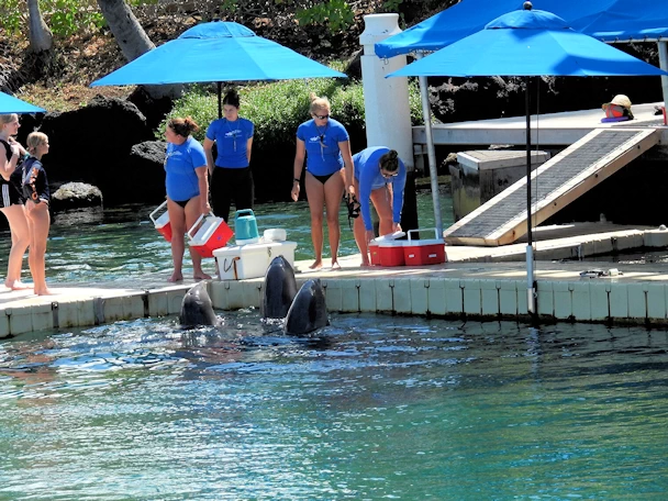 Dolphin SHow