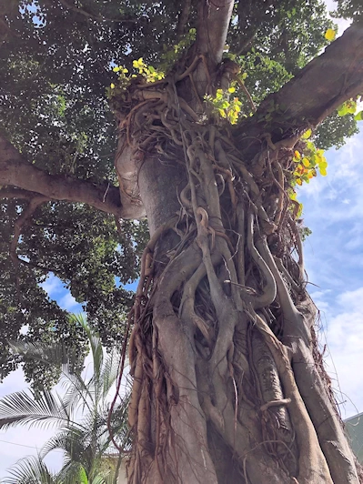 Kailua-Kona Area Image Gallery