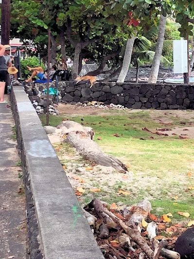 Kailua-Kona Area Image Gallery