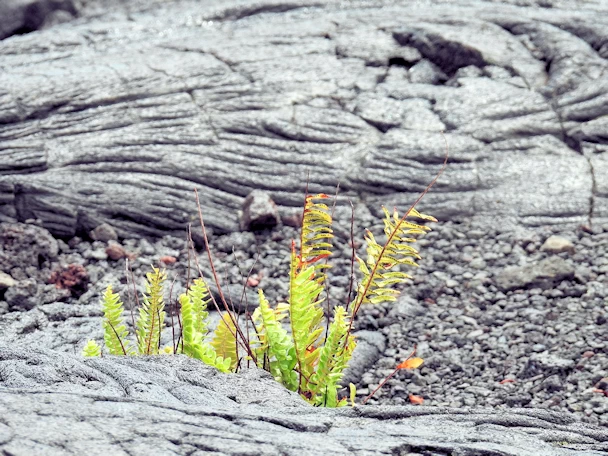 Older Lava Flows