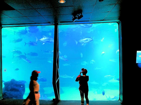 Maui Ocean Center Aquarium Area
