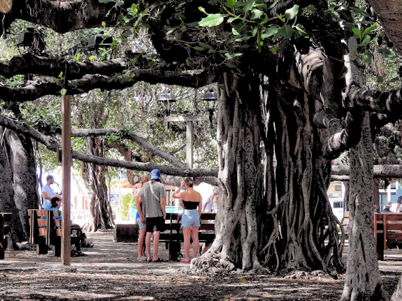 Lahaina Banyon Tree