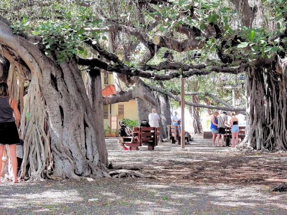 Lahaina Banyon Tree