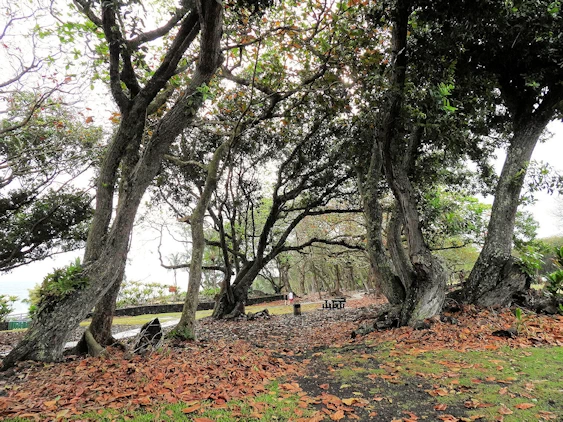 The Road to Hana Image Gallery
