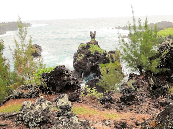 The Road to Hana Image Gallery
