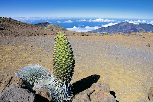 Silversword Plant