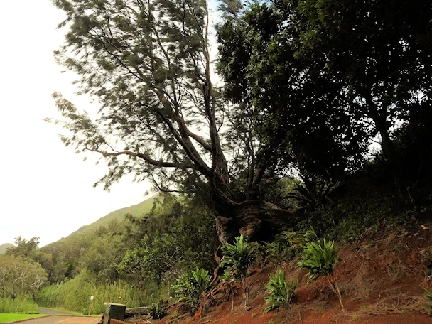 Nuʻuanu Pali Lookout